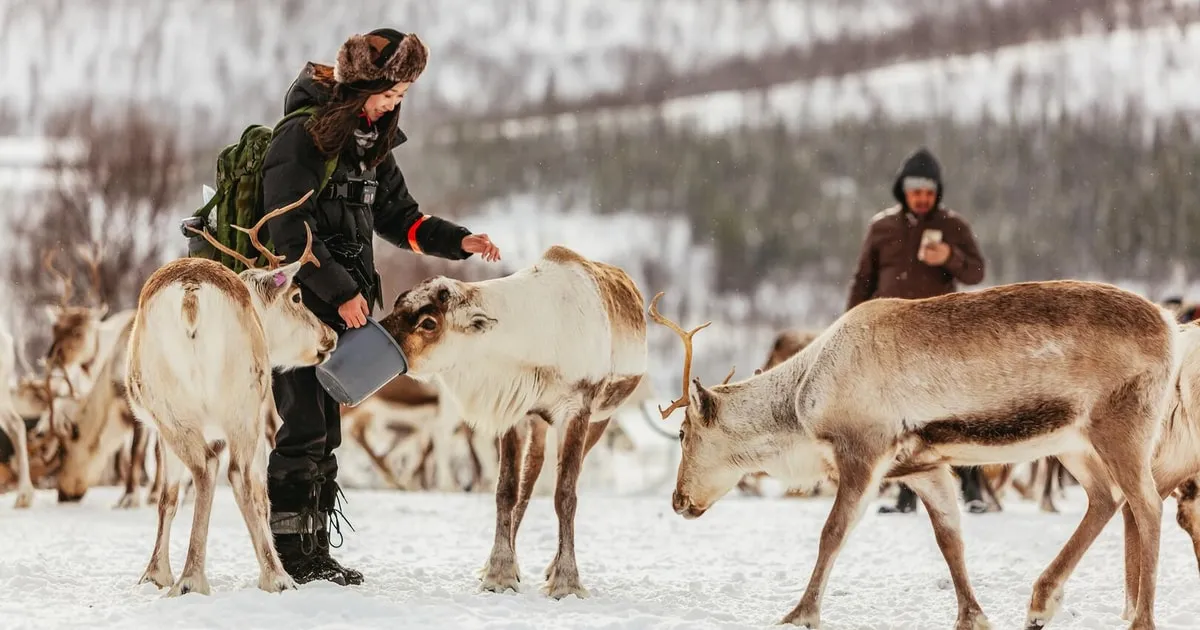 Reindeer pulling a sled through snow at a Sami camp on a Tromso reindeer sledding tour