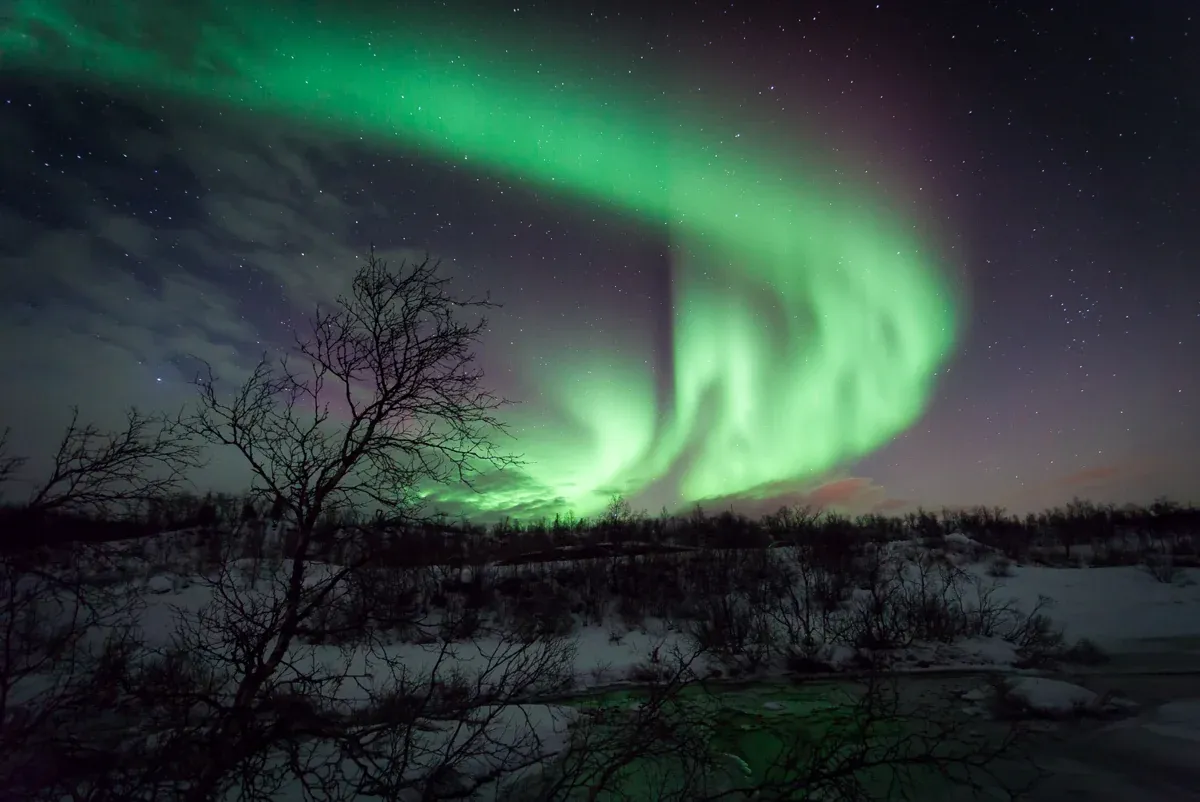 Green northern lights over snowy birch trees on Ringvassøya near Tromsø, seen on evening Tromso reindeer sledding tours