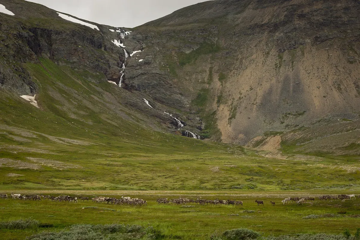 A reindeer herd grazing on green summer pasture below a waterfall, the season when Tromso reindeer sledding stops