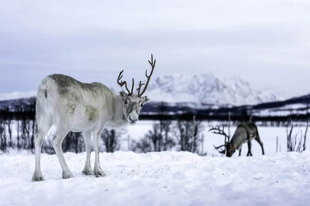 A reindeer grazing in snow by a fjord near Tromsø, the setting of small-group Tromso reindeer tours