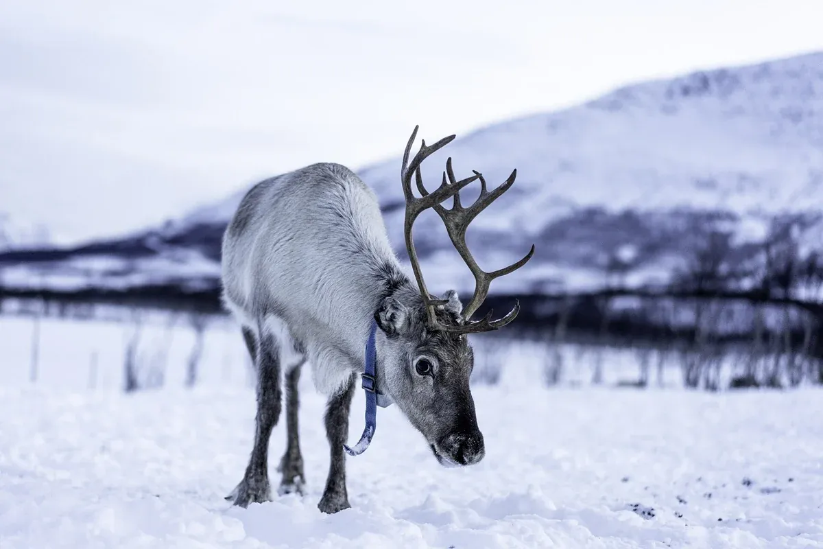 A reindeer in the snow below the mountains near Tromsø, the kind of herd met on a Tromso reindeer sledding tour
