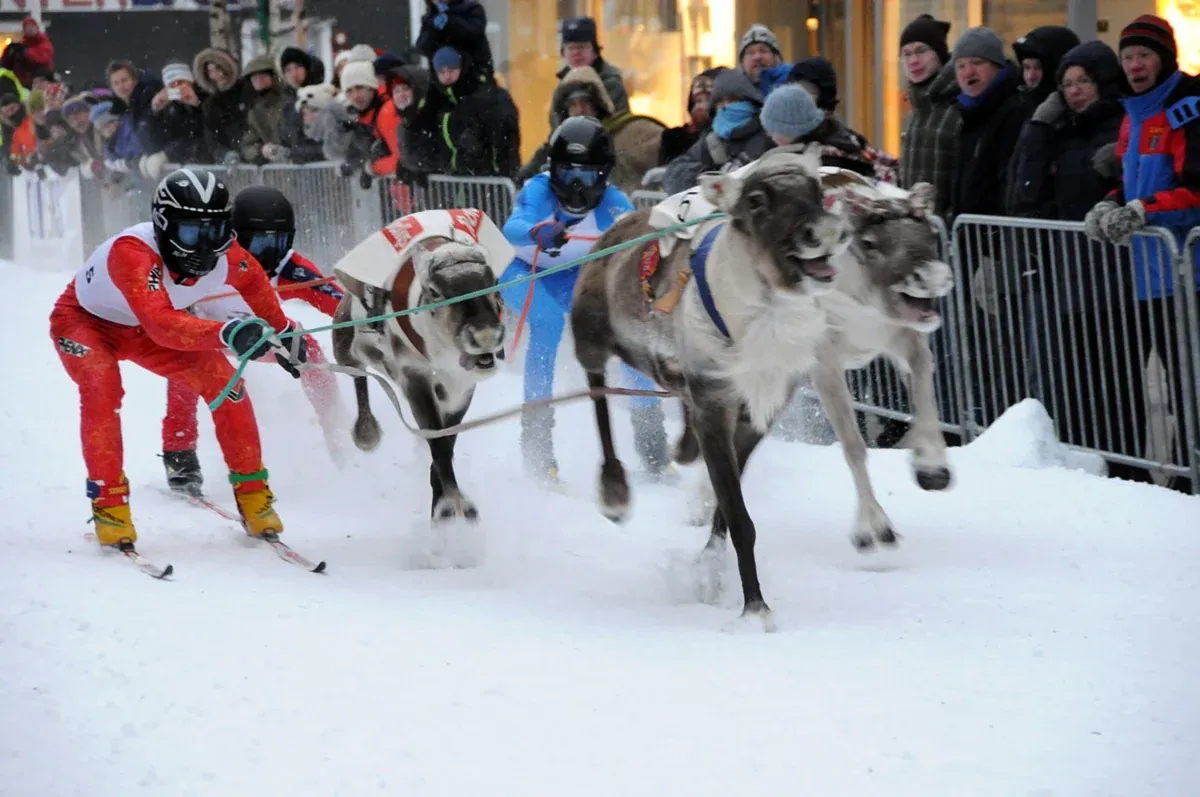 Reindeer racing on Storgata in Tromsø on Sámi National Day, a free way to see reindeer beside Tromso reindeer sledding tours