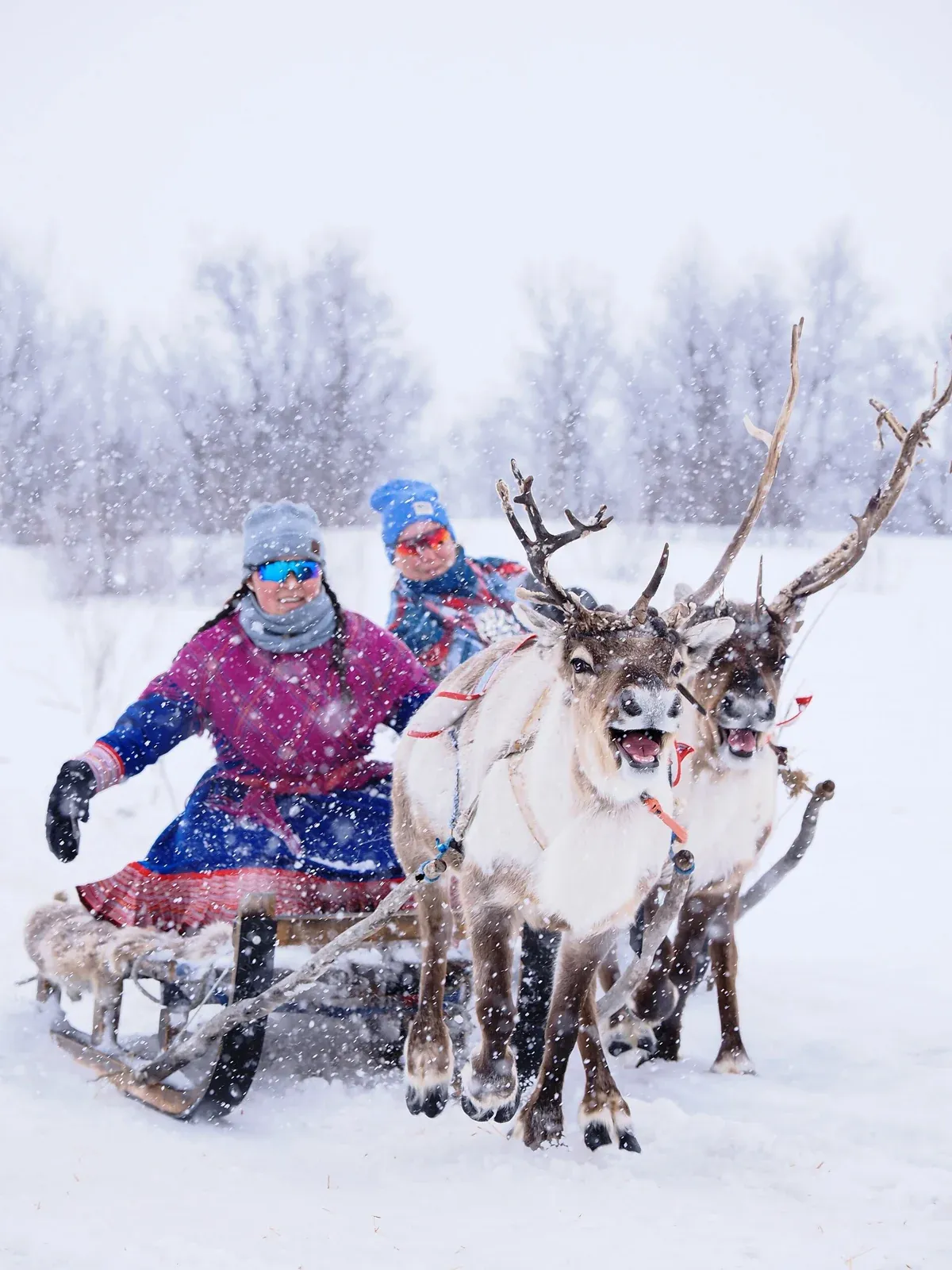 Two Sámi women on traditional reindeer sleds, the sled type used on Tromso reindeer sledding tours