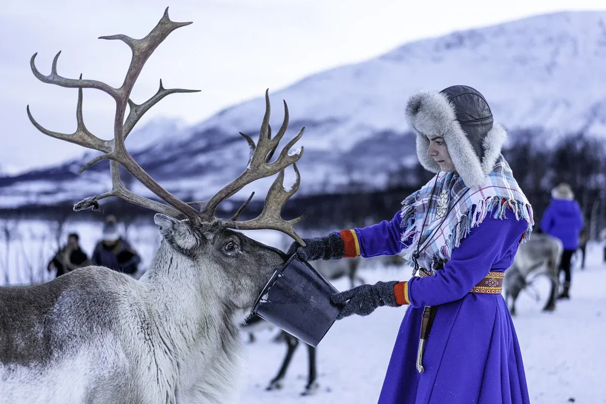 A Sámi woman feeding a reindeer near Tromsø, the kind of host met on a Sámi-guided Tromso reindeer sledding tour